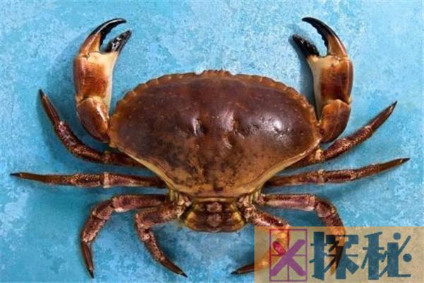 世界上最可爱的螃蟹 台湾原生种螃蟹（圆圆胖胖很可爱）