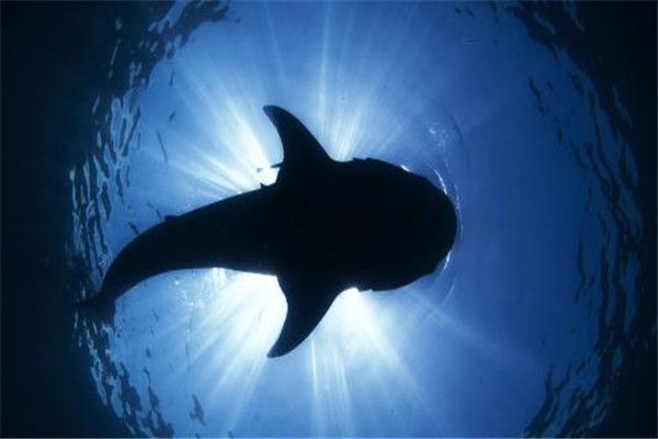 鲸鱼为什么能下潜这么深 鲸鱼下潜的原理是什么