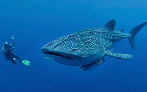 盘点世界上最大的鱼Top4，鲸鲨体长20米（第三在中国）