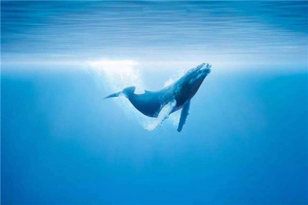 鲸鱼为什么能下潜这么深 鲸鱼下潜的原理是什么