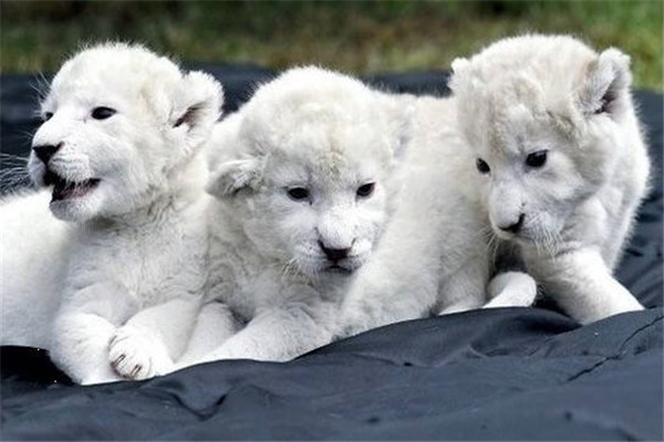 宠物白狮子多少钱一只 怎么才能选择白狮子作为宠物