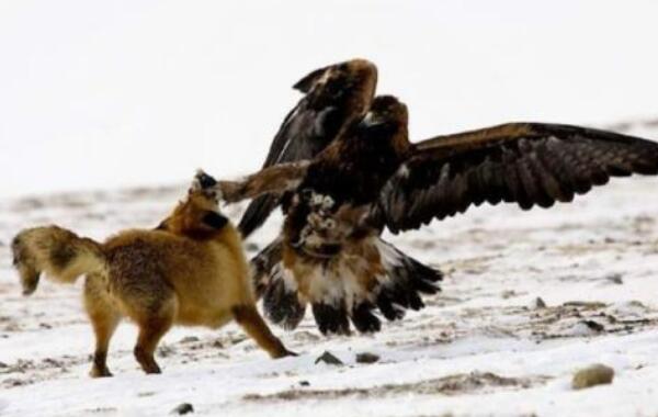 世界上最强大的鸟，安第斯兀鹰（翅展3米捕食美洲狮）