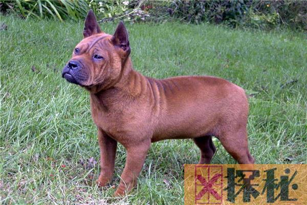 中国四大猎犬 第一长相丑陋皮肤粗糙第二性格凶猛