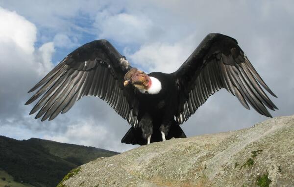 世界上最强大的鸟，安第斯兀鹰（翅展3米捕食美洲狮）