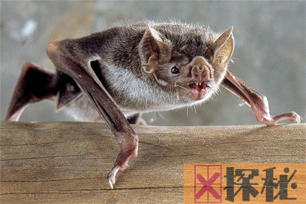 世界上最恐怖的蝙蝠 一辈子要吸一百升的血（美洲常见）