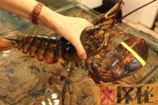 世界最大龙虾 波士顿龙虾（长达1米多重达20公斤）