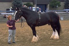 世界上最大的马是什么 夏尔马（起源于英国身高2米）