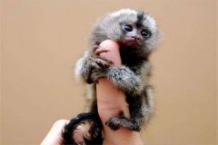 世界上最小的侏儒猴 体重120克左右（和人中指一样长）