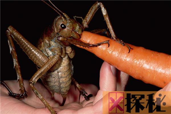 世界上最大的虫子 体型较大看起来很恐怖