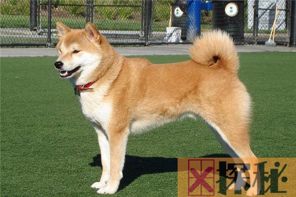 世界上十大特别的狗 藏獒上榜最后中国十分常见