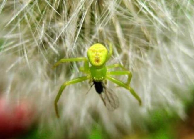 世界上最可爱的蜘蛛 笑脸蜘蛛(身体上有萌萌的笑脸图案)