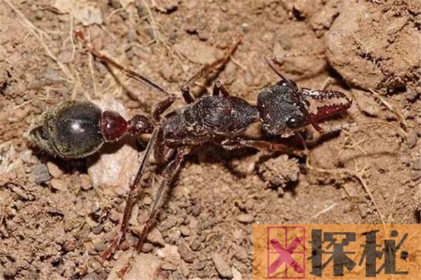 世界上最大的蚂蚁 斗牛犬蚁（体内含有毒液可轻松捕猎）