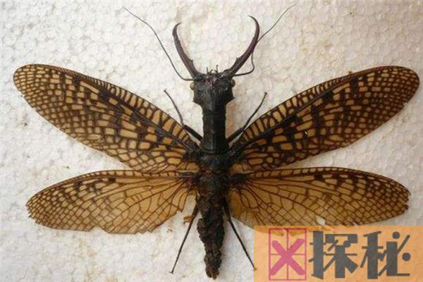 世界上最大的虫子 体型较大看起来很恐怖