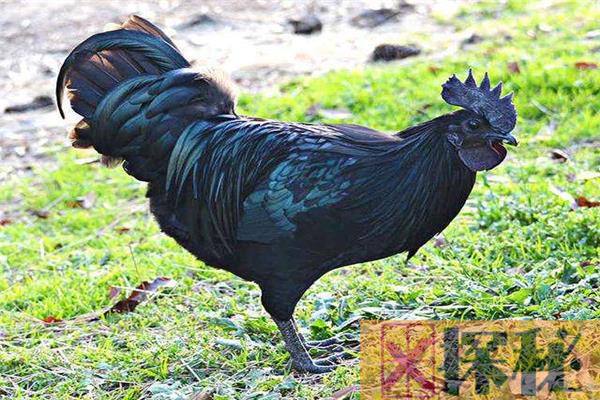 世界上最贵的宠物鸡 金属鸡（价格高达597万美元）