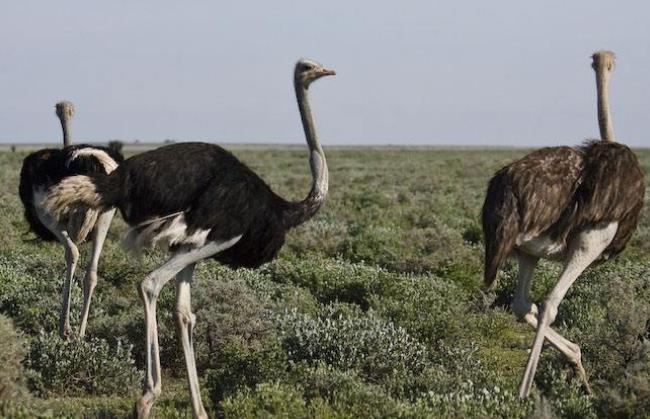 世界现存最大的鸟类超两百斤 个个都是巨型鸟类