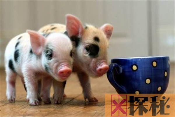 世界上最贵的宠物猪 茶杯猪（颠覆人们认知的宠物猪）
