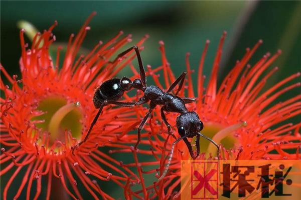 世界上最大的蚂蚁 斗牛犬蚁（体内含有毒液可轻松捕猎）