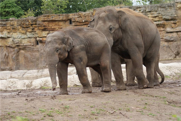 世界上鼻子最长的动物是什么 亚洲象（鼻子可以延伸到地上）