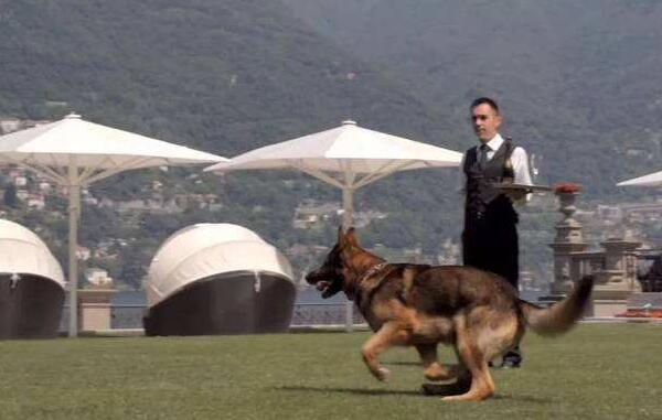 世界上最土豪的狗，冈瑟四世/财产25亿（有美女和管家）