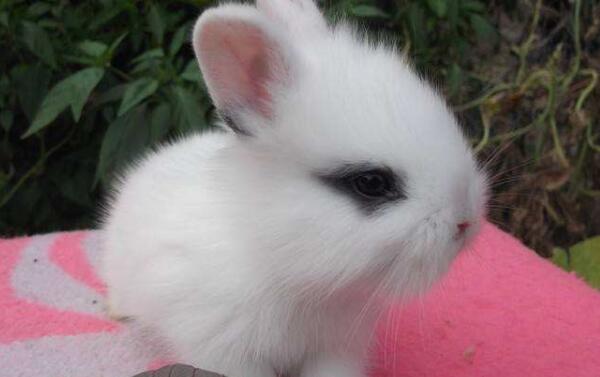 世界上最可爱的兔子，荷兰侏儒兔（看一眼能把人萌翻）