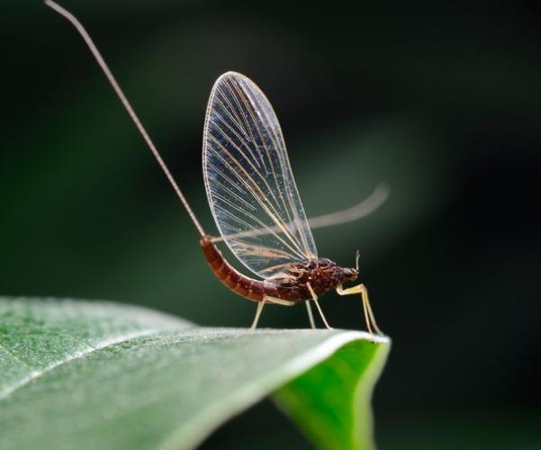 世界上寿命最短的昆虫 蜉蝣(成虫只有不到一天的存活时间)