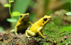世界上最毒的蛙 黄金箭毒蛙(1克毒素可以杀死1.5万人)