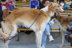 俄罗斯十大名犬 这些狗可以在俄罗斯地区称得上名次