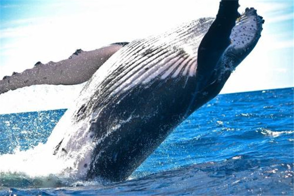 地球上出现过的最大生物有哪些 最大的鱼类非鲸鱼莫属