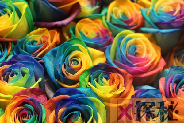 世界上最漂亮的三种玫瑰花:全是罕见花色(彩虹玫瑰)