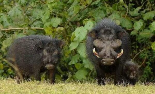 世界上最强悍的猪巨林猪，体长可达2.5米（狮子都怕它）