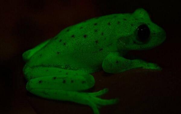 世界上第一种荧光蛙，能发出蓝绿色荧光（发现于2017年）