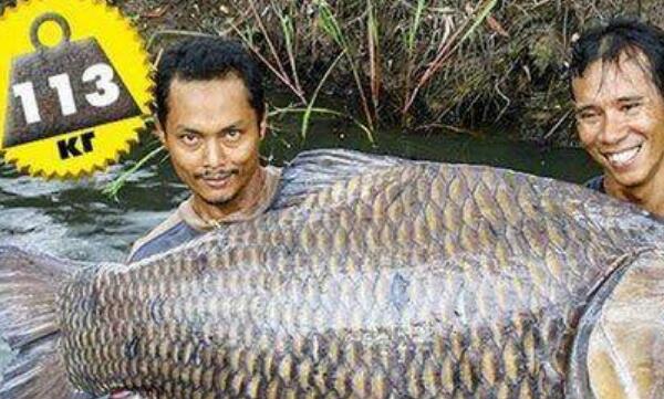 世界上最大的鲤鱼，泰国大鲤鱼（重达226斤）