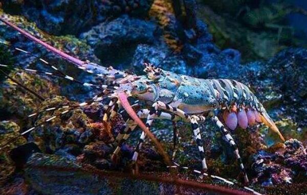 世界上最美的龙虾，身披七彩斑斓的银河（美的惊人）