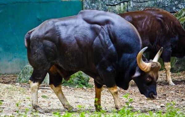世界上最大的牛，印度野牛体重3000斤（把老虎赶的飞跑）