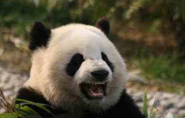 世界上最小的熊猫，51克（以刚出生重51克命名）