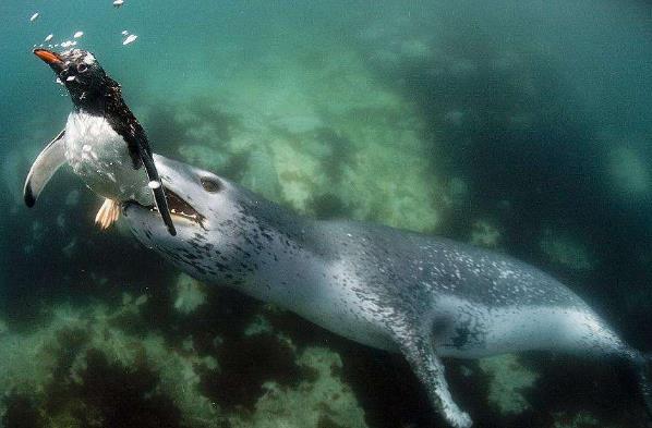 世界上最凶猛的海豹 豹形海豹 是南极食物链的霸主