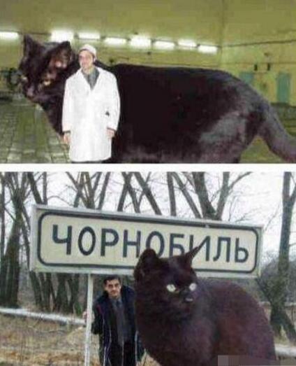 目前世界上最大的猫咪，缅因猫（体长1.23米/破世界纪录）