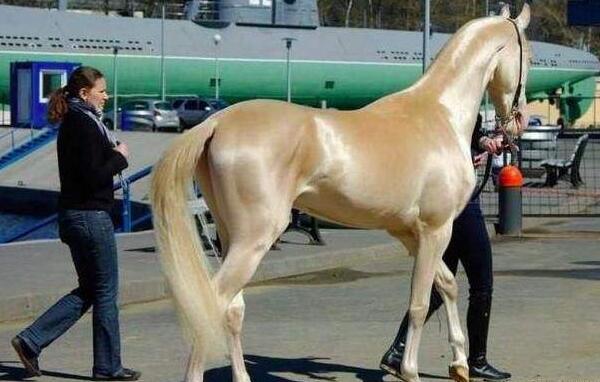世界上最美的马，阿克哈·塔克马（体形优美全身泛金光）