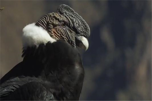 世界第一大飞禽是什么 安第斯神鹫（张开翅膀达3.2米）