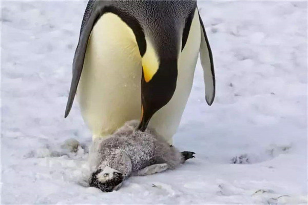 世界上最大的企鹅 帝企鹅（一种神奇的企鹅类型）