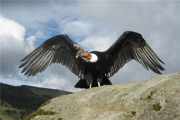 世界第一大飞禽是什么 安第斯神鹫（张开翅膀达3.2米）