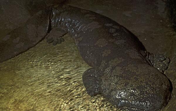 世界上年龄体型最大的蝾螈，身长1.4米有200岁（发现于中国）