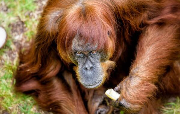 世界最老红毛猩猩，度过62岁生日（与孙子在东京生活）