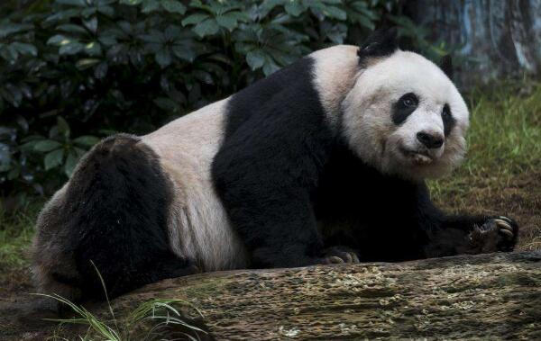 世界上最高寿熊猫，38岁的佳佳（堪比人类110岁老人）