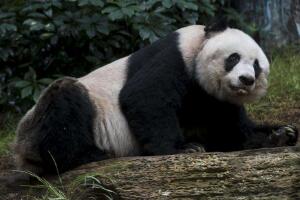 世界上最高寿熊猫，38岁的佳佳（堪比人类110岁老人）