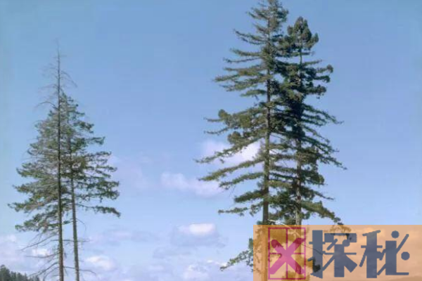世界上最高的树是什么树?这一树种普遍高达百米