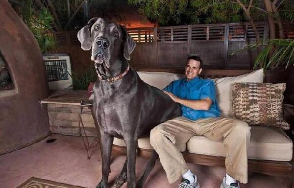 世界最高大的狗，大丹狗大乔治（站立高度高达2.2米）