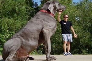 世界最高大的狗，大丹狗大乔治（站立高度高达2.2米）