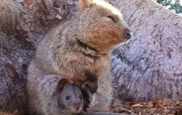 世界上最爱笑的动物，澳大利亚短尾袋鼠（睡觉都在笑）