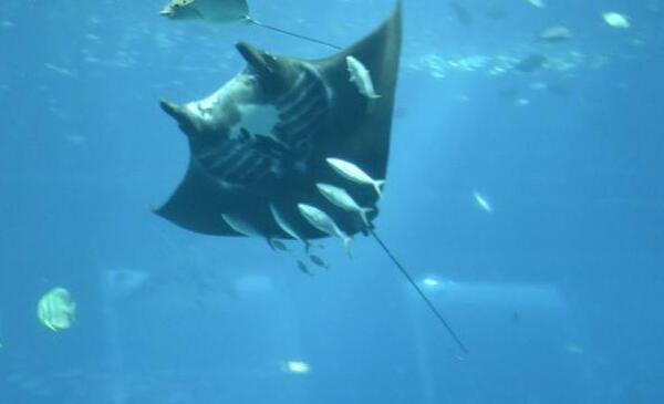 世界上最温柔的鱼类，蝙蝠鱼（长可达8米/与潜水员玩耍）